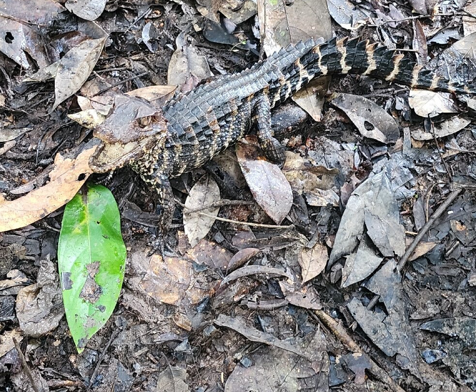 Amazon Golden Snake-伊基托斯必去景点