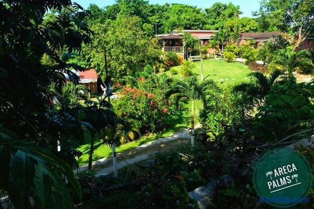 Areca Palms