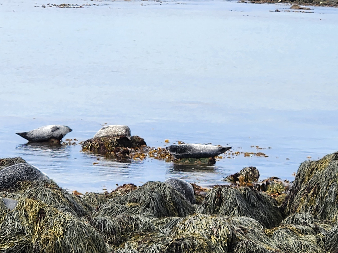 Ytri Tunga Beach-布迪尔必去景点