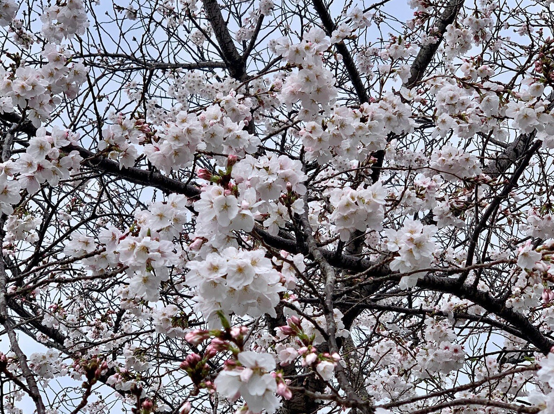 Sumpu Castle Park-静冈市必去景点