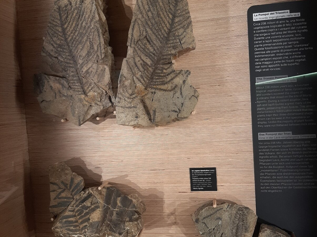 Geological Museum of the Dolomites-普雷达佐必去景点