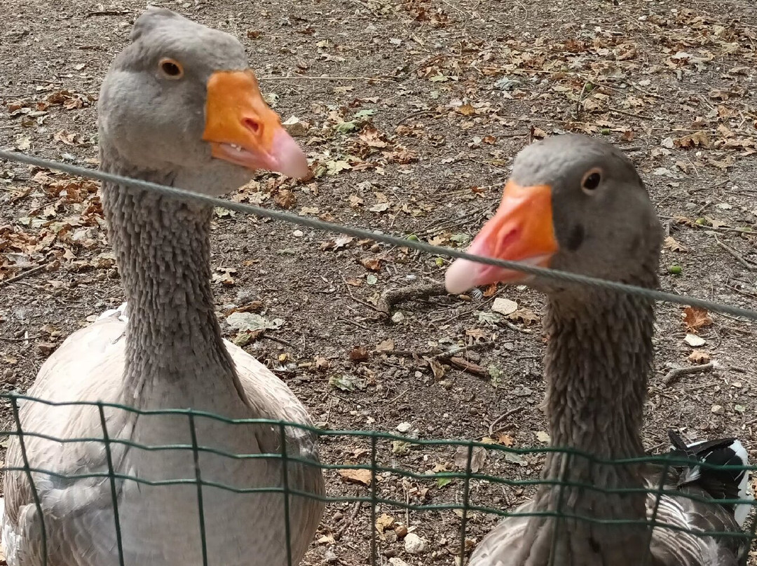 Z'animoland-Monbalen必去景点