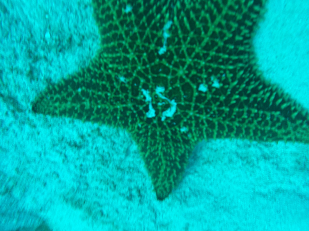 Ocean Surfari Charters-Red Hook必去景点