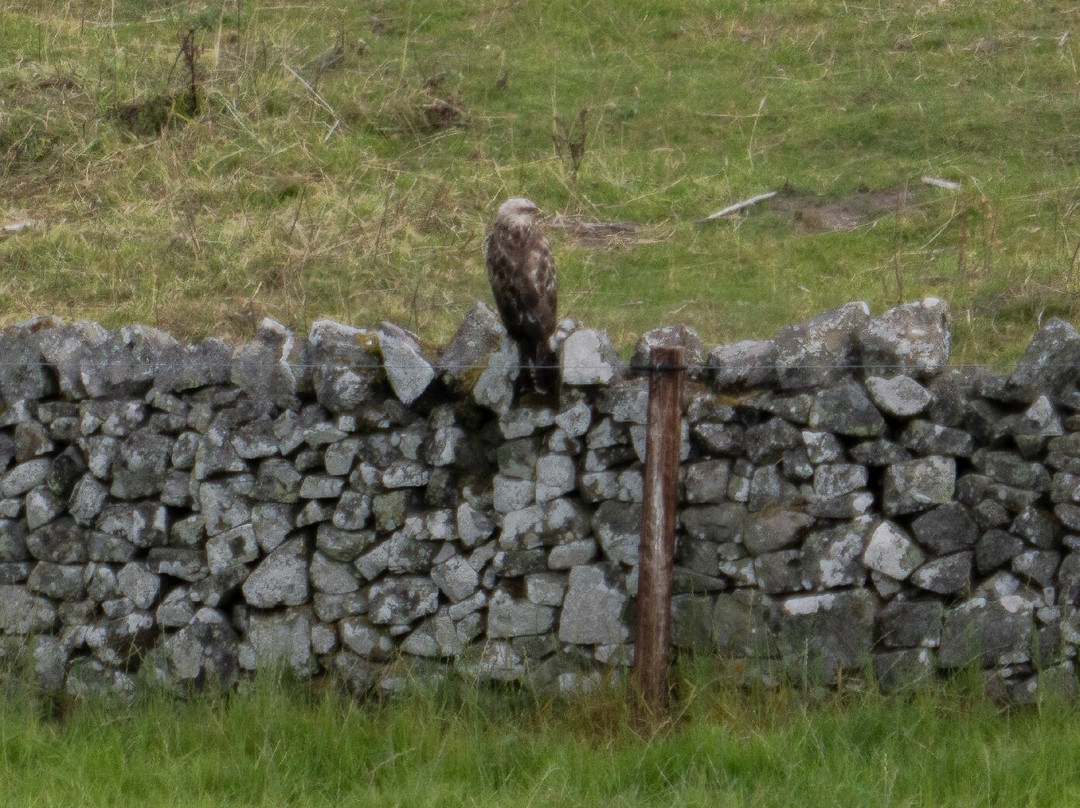 Beirhope Alpacas-Hownam必去景点