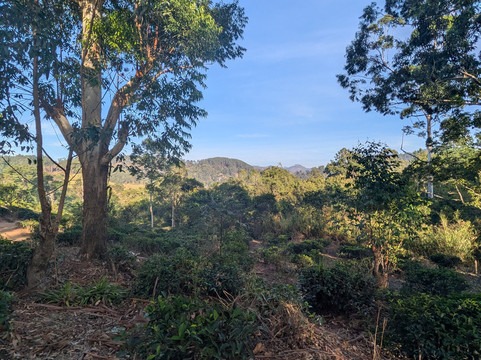 Ella Taxi LK-埃勒必去景点