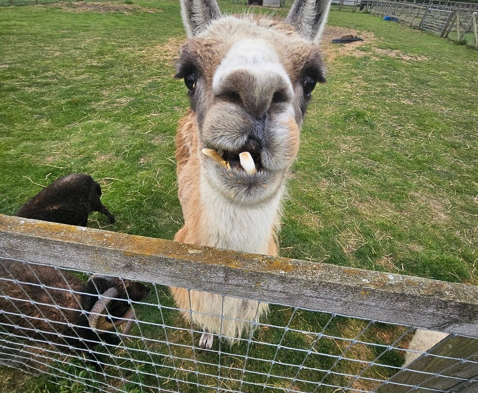 Oasis Camel Park-Halesworth必去景点