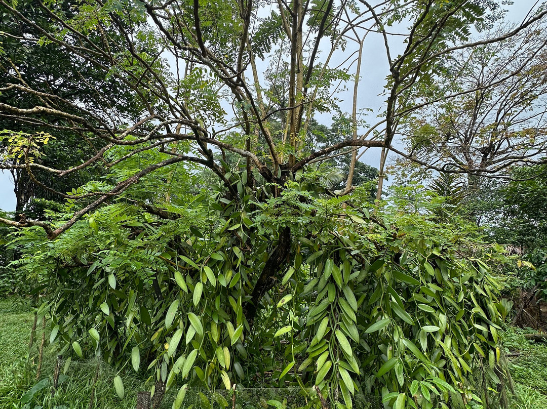 Masoala Travel Guide-Maroantsetra必去景点