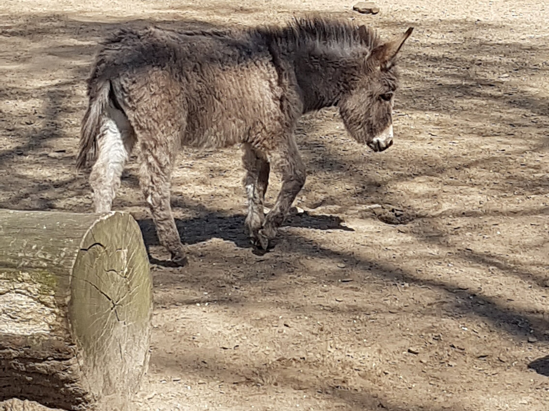 Tierpark Ströhen - Der Entdeckerzoo-Strohen必去景点