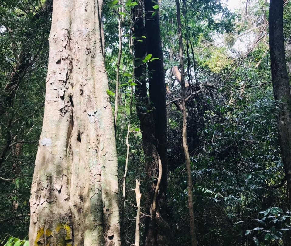 Kaludiya Pokuna Nature Walks-锡吉里亚必去景点