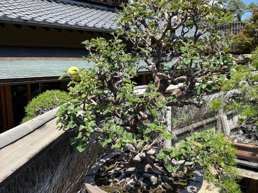 春花园 BONSAI 美术馆-江戸川区必去景点