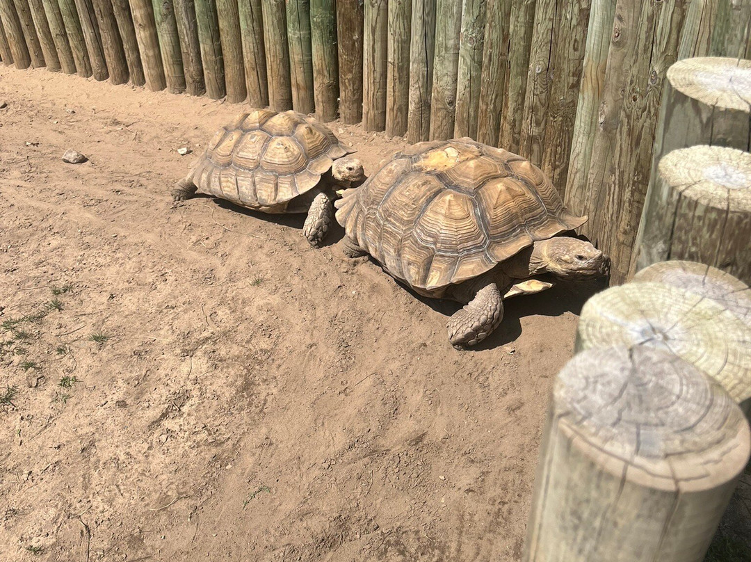 Lewis Adventure Farm & Zoo-New Era必去景点