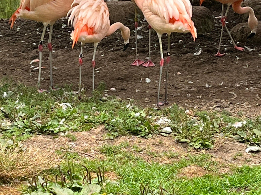 Sequoia Park-尤里卡必去景点