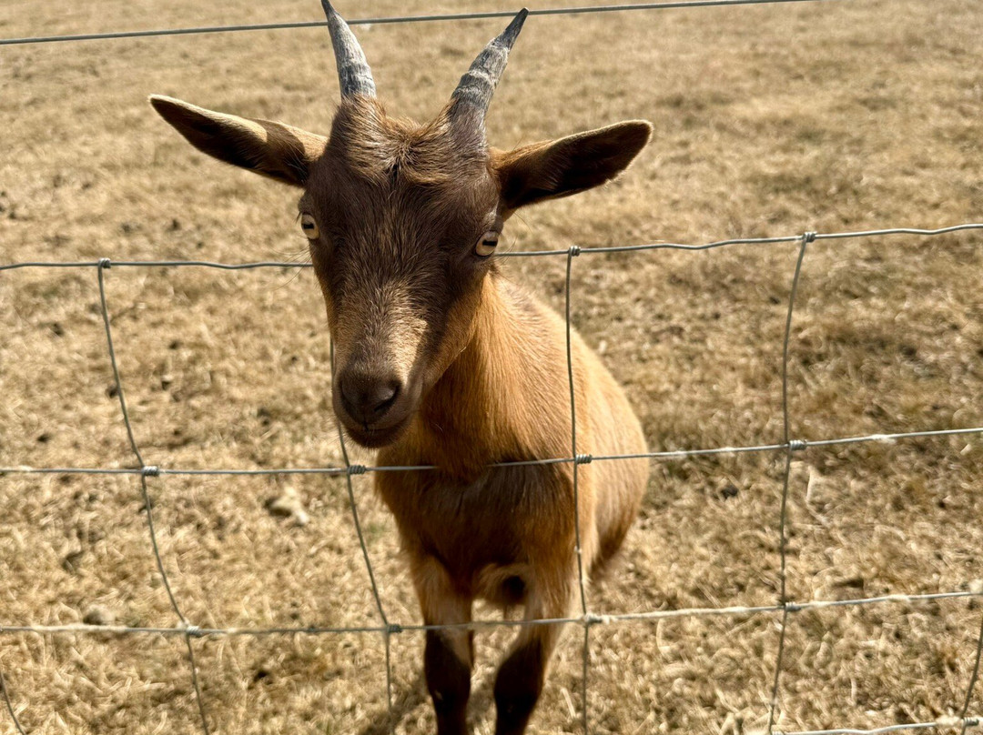Churchfields Farmhouse Ice Cream-德罗伊特威奇必去景点