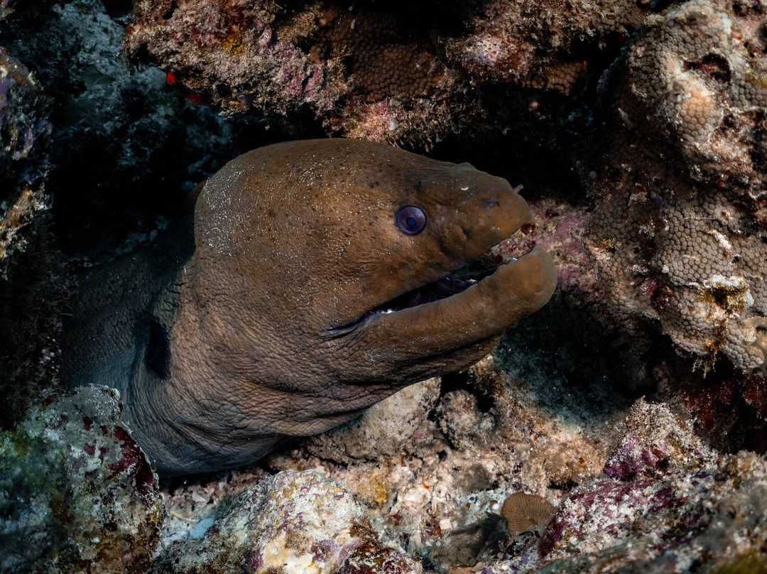 Amity Diving Club-Khuekkhak必去景点