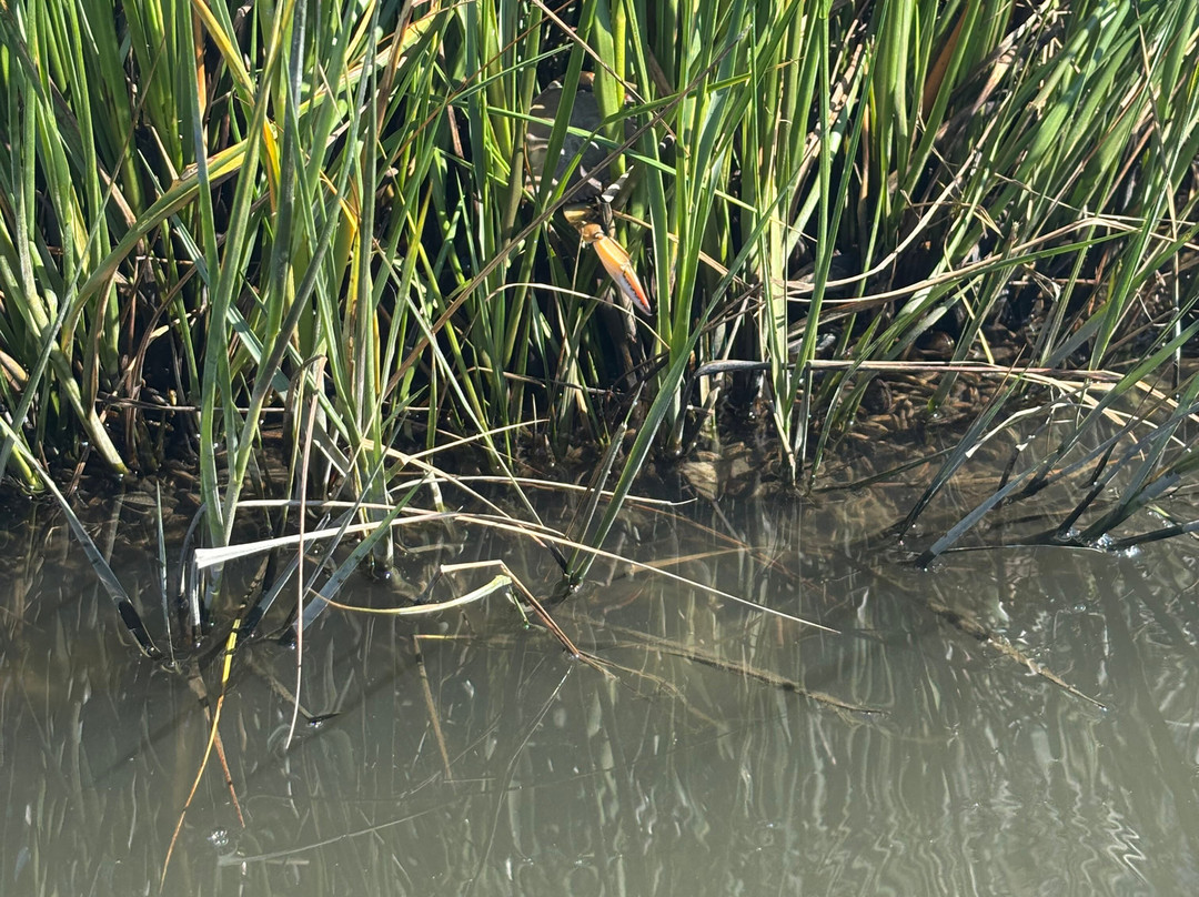 Coastal Kayak-Fenwick Island必去景点