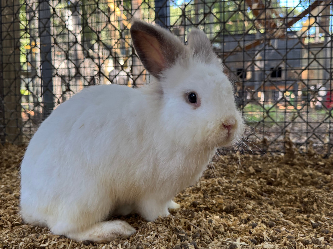 Bee City-Cottageville必去景点