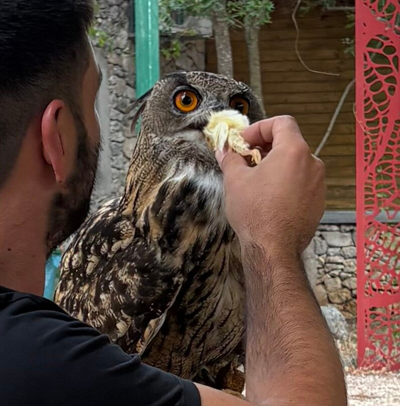 Sokolarski Raptor Centre-希贝尼克必去景点