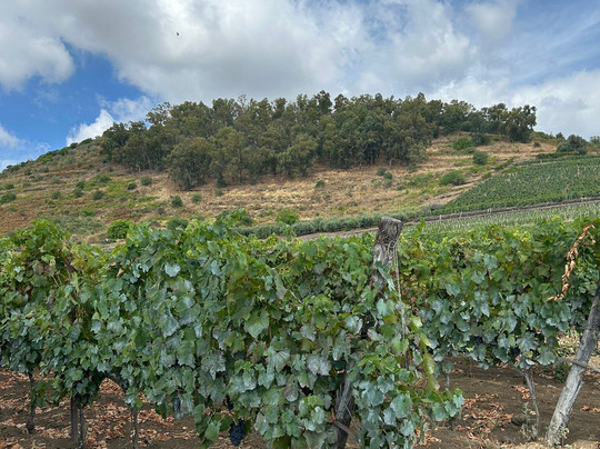 Benanti Winery-Viagrande必去景点