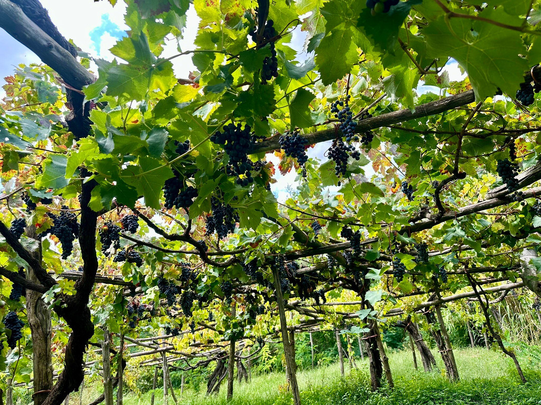 Reale Wine Tour-Tramonti必去景点