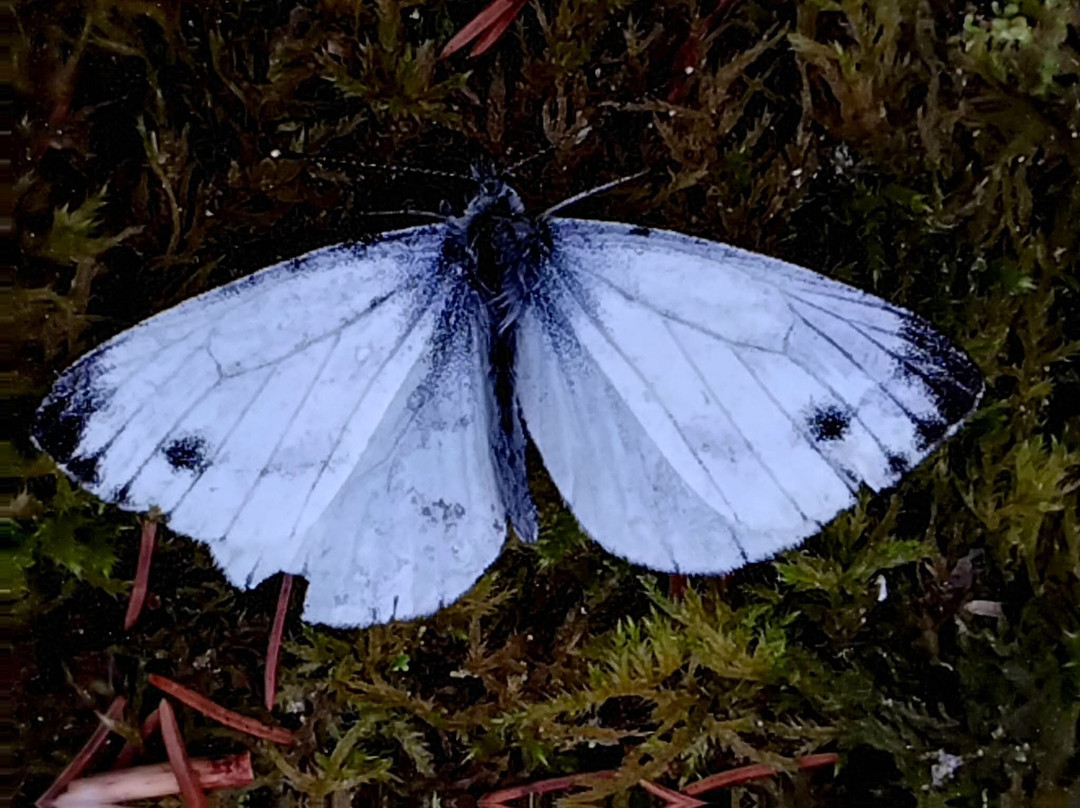 Belmore Forest - Pollnagollum Cave Walk-恩尼斯基林必去景点