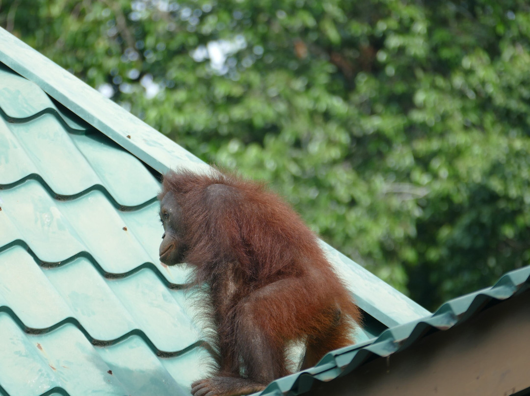 Sepilok Orangutan Rehabilitation Centre-山打根必去景点