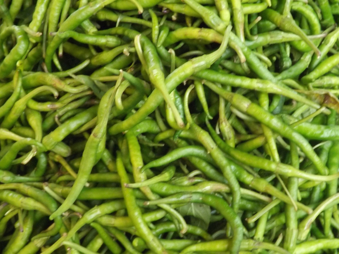 Rasht Bazaar-Rasht必去景点