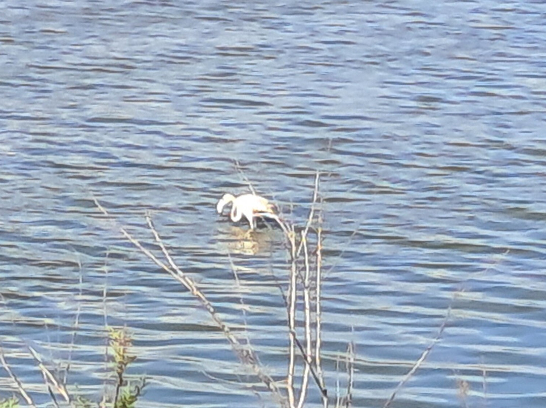 Spiaggia di Monte Cogoni-Chia必去景点