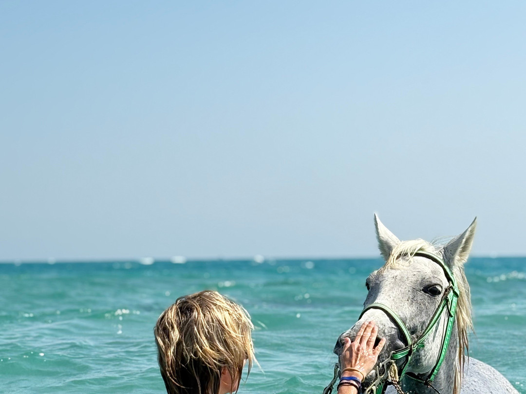 Yallahorse Stable-艾高娜必去景点