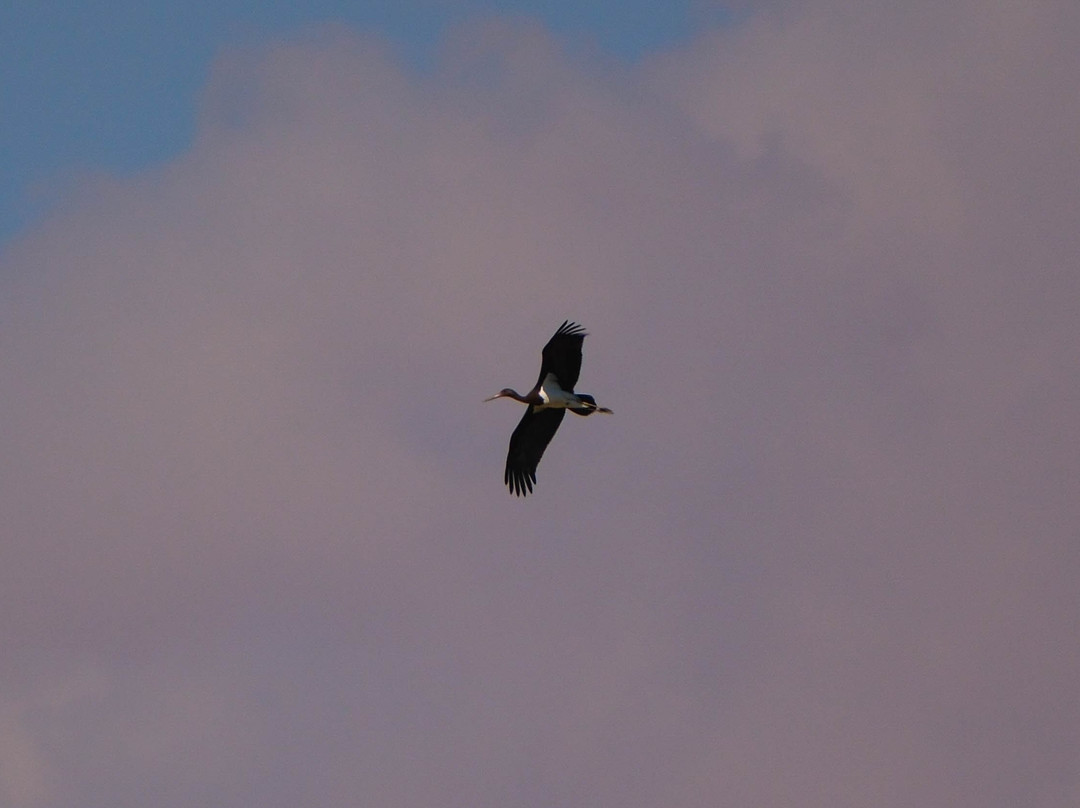 Aqaba Bird Observatory-亚喀巴必去景点