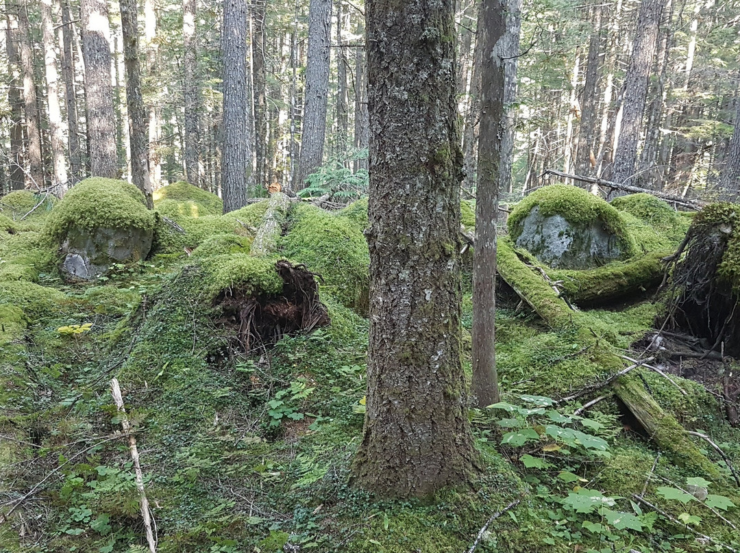 Nakusp Hot Springs Cedar Chalets主图