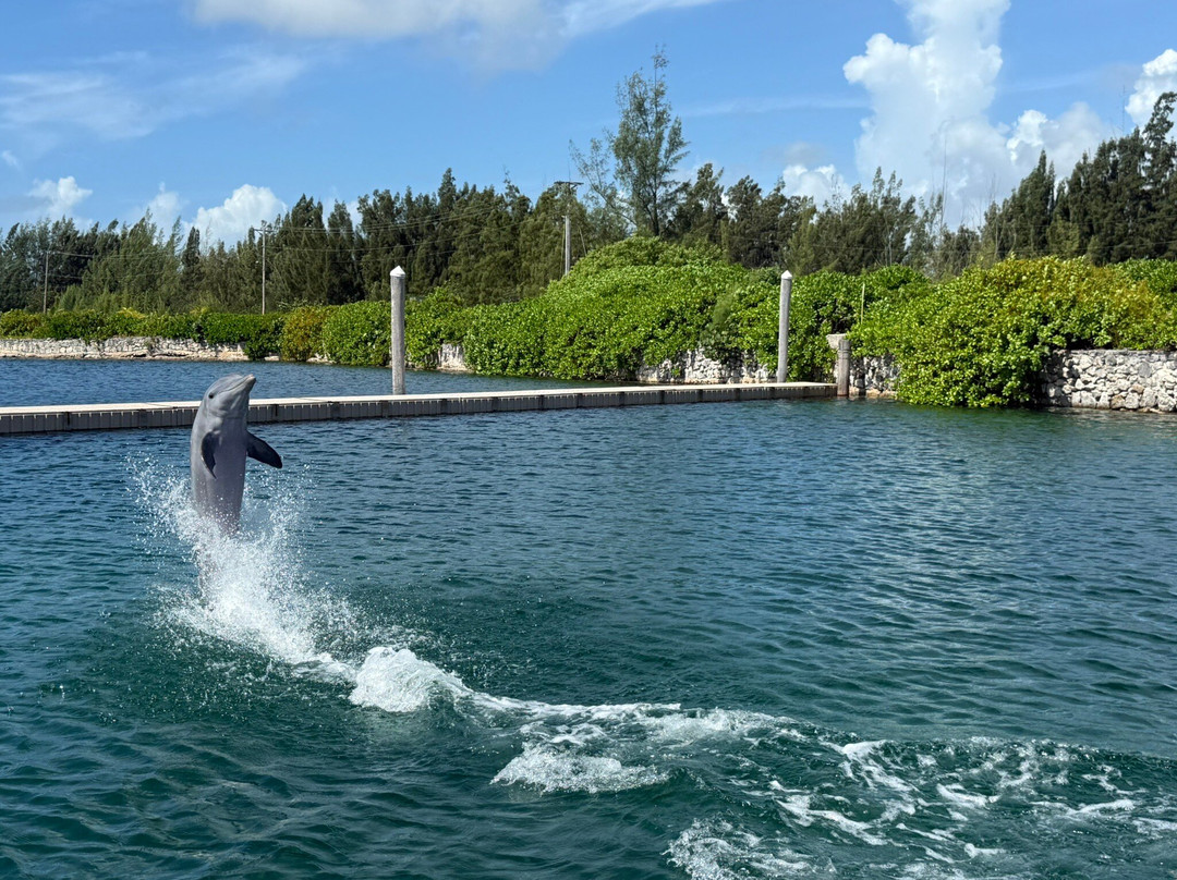 The Dolphin Experience-弗里波特必去景点