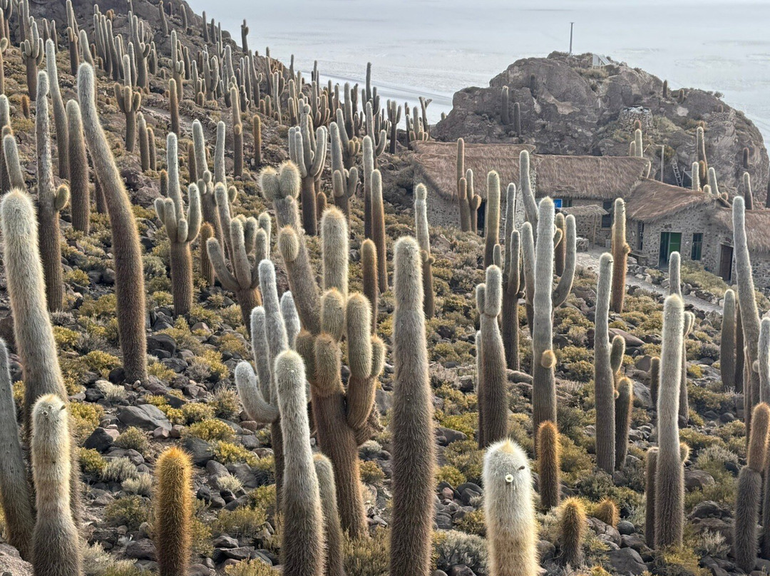 Salar Camel Experience-乌尤尼必去景点