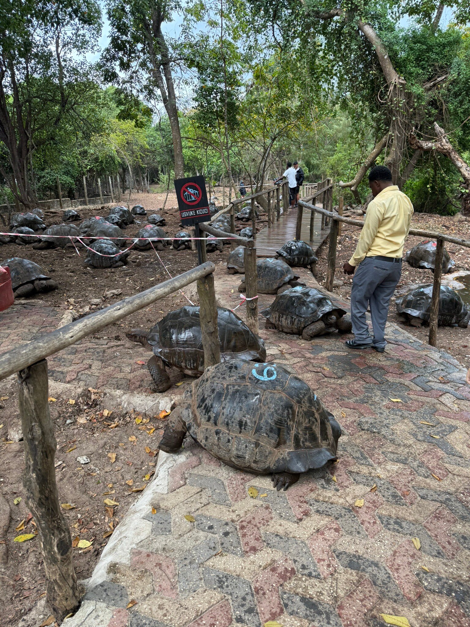桑给巴尔塞雷纳酒店-官方