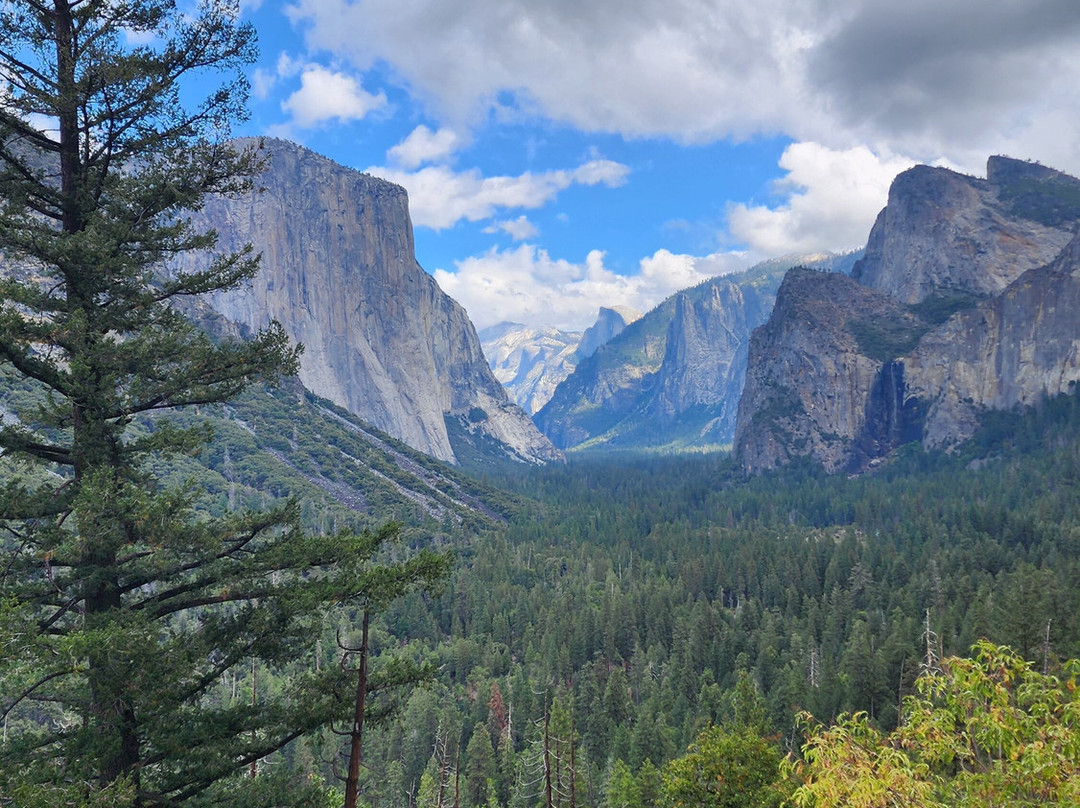 Yosemite Private Tours-Wawona必去景点