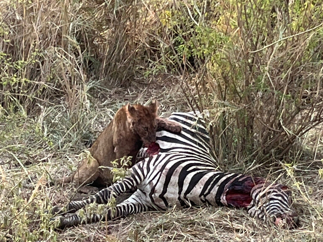 Safari Desire-Sekenani必去景点