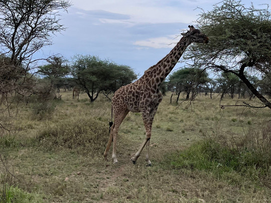 Escape To Tanzania Trekking & Safaris-莫西必去景点