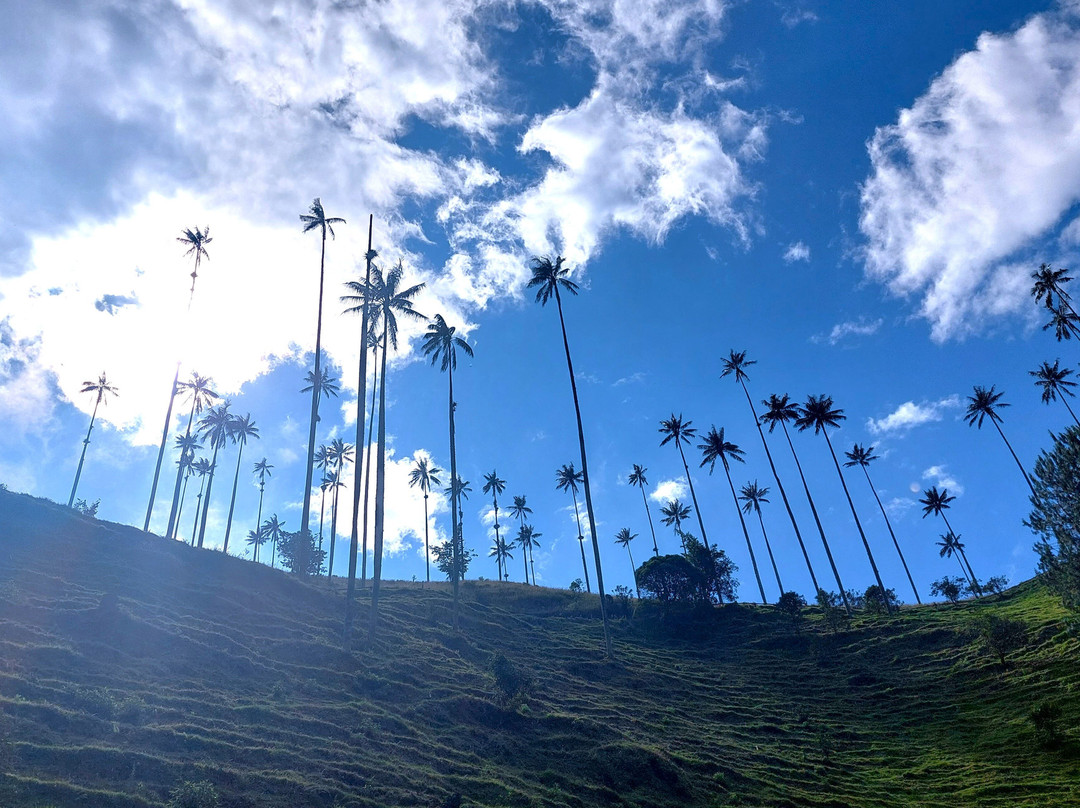 Valle De Cocora-萨伦托必去景点