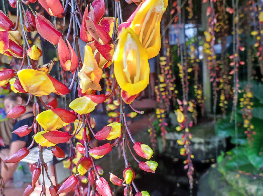 Bali Guide Francophone-登巴萨必去景点