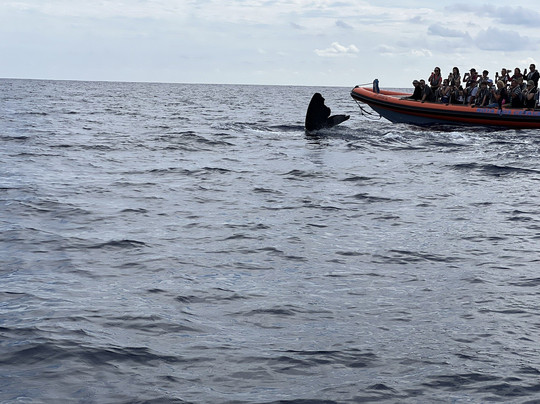 Rota dos Cetáceos-沙尔必去景点