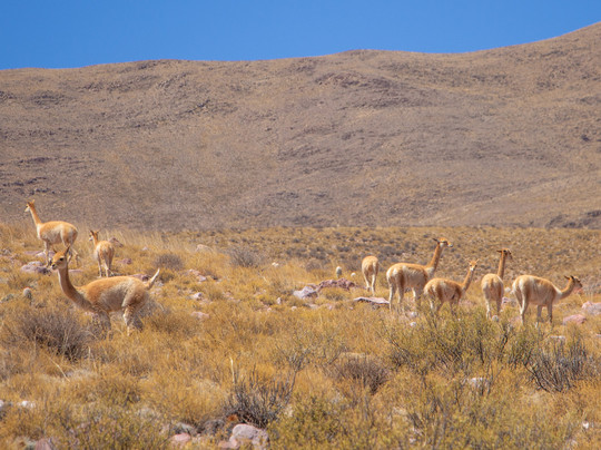 Origins Argentina Travels-萨尔塔必去景点