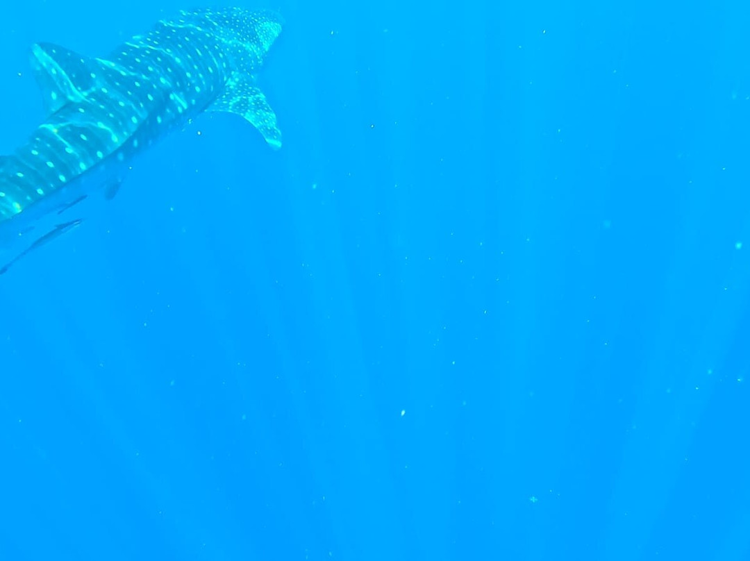 Safari Baleine-Nosy Komba必去景点