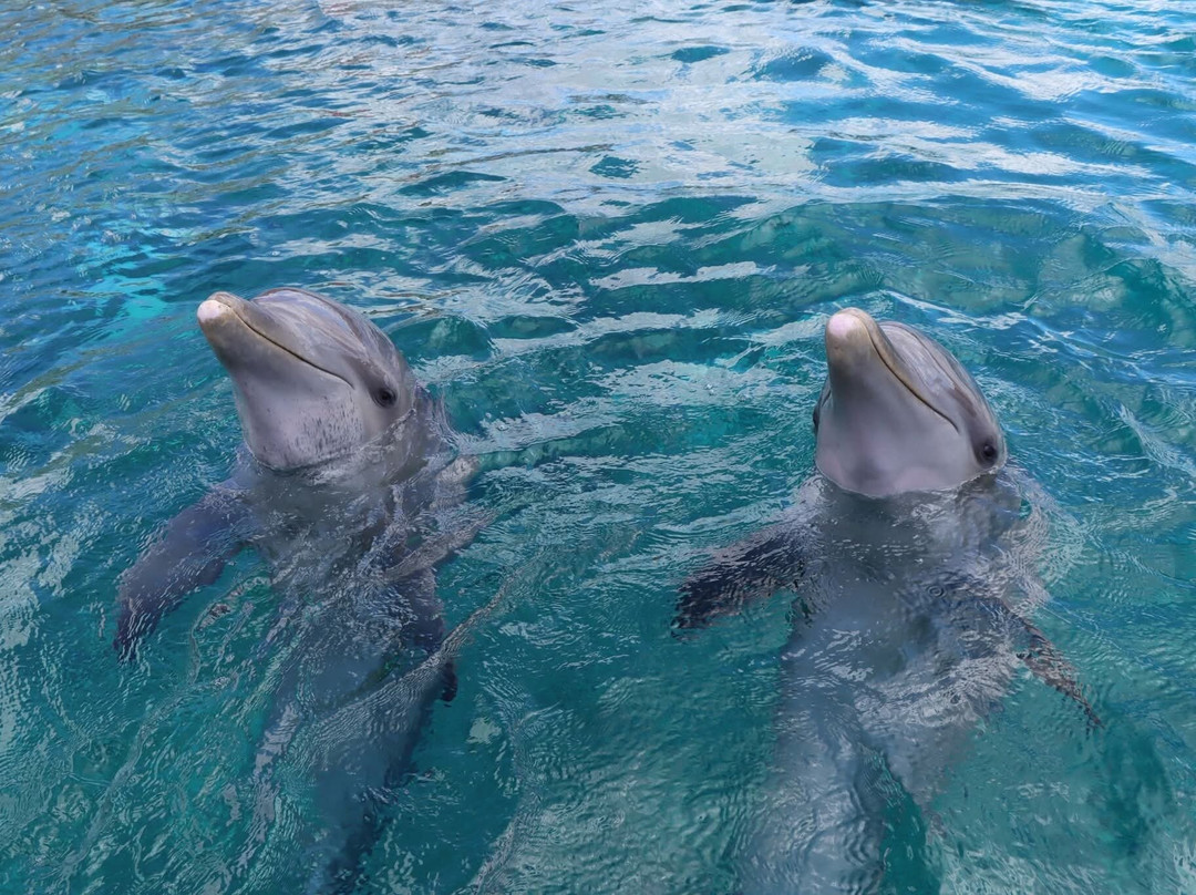 Dolphin Academy Curacao-威廉斯塔德必去景点