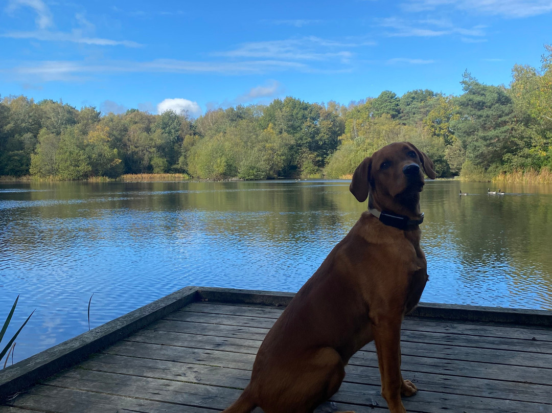 Lightwater Country Park Cafe