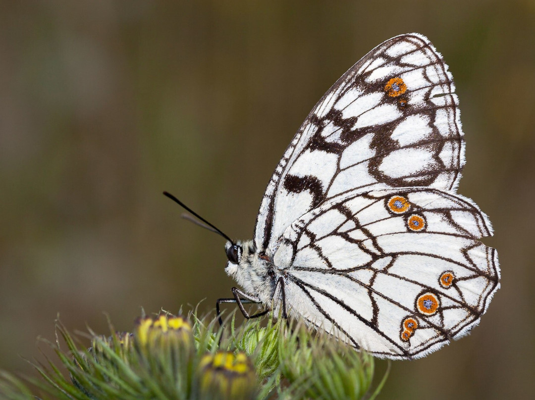 Wildlife Portugal-Guarda必去景点