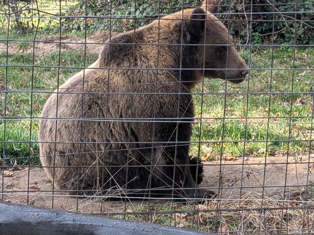 Libearty Bear Sanctuary Zarnesti-Zarnesti必去景点