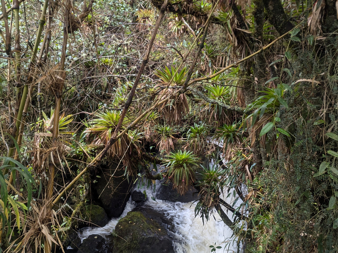 Parque Nacional Cayambe - Coca-Cayambe必去景点