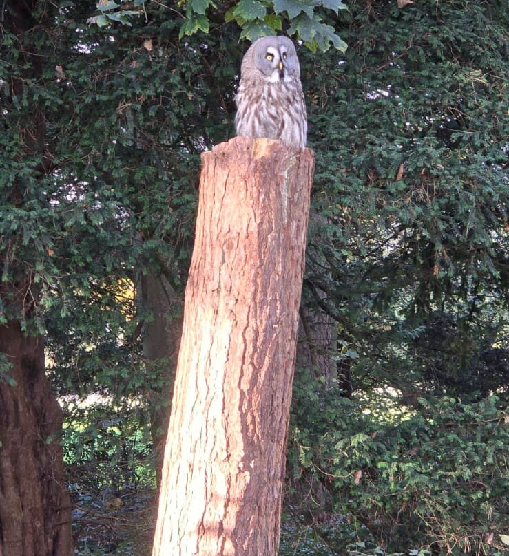 Bird of Prey Experiences - Hawkeye Falconry UK-Thoresby必去景点