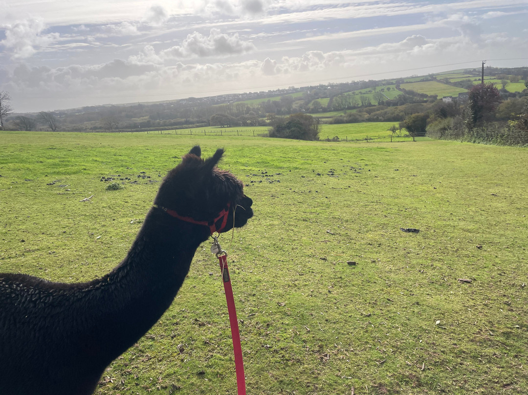 Pembrokeshire Alpaca Trekking-腾比必去景点