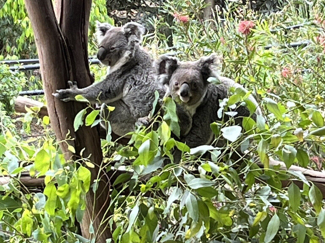 Sydney Zoo-布莱克敦必去景点