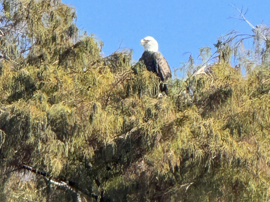 Swamp Fever Airboat Adventures-Lake Panasoffkee必去景点